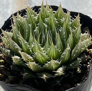 ハオルチア　Haworthia tooris Toorwater