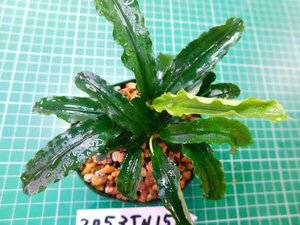 ◎2053TN159　 (自家栽培）水草　ブセファランドラ　Bucephalandra sp. ジャイアンベルベット①