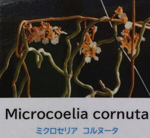 【北軽ガーデン】＊熱帯植物＊Microcoelia cornuta＊洋ラン原種＊アングレコイド＊ミクロセリア　コルヌータ＊無葉蘭＊マダガスカル原産＊