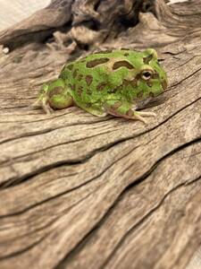 クランウェルツノガエル・グリーン　　ベルツノ　全長約４．5ｃｍ