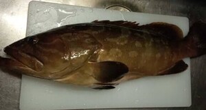 冷蔵　クエ　アラ　モラロ　石垣鯛　対馬　天然　魚　刺身　料理　お得　激安　オススメ　年末年始