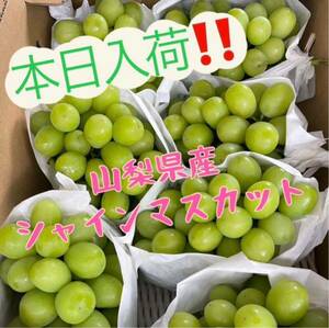 山梨県産　長野県産　山形県産シャインマスカット　ぶどう　ブドウ　葡萄箱込み2kg