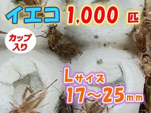 ヨーロッパイエコオロギ イエコ Lサイズ 15mm～20mm カップ入り 1000匹 生餌 死着保証10% 爬虫類 両生類 トカゲ カエル [3681:gopwx2]