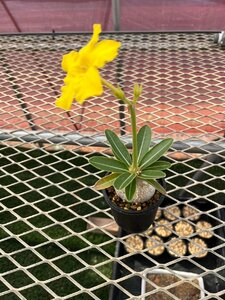 パキポディウム エニグマチカム【21】 Pachypodium enigmaticum 実生 塊根 コーデックス 多肉植物●国分グリーンファーム