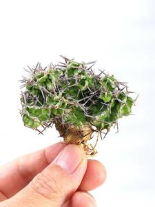 ユーフォルビア　ミトリフォルミス　Euphorbia mitriformis　ソマリア　2