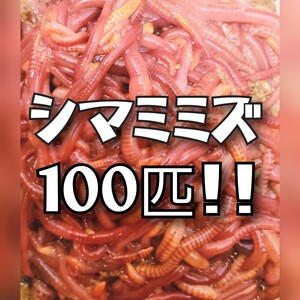 シマミミズ100匹