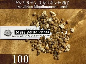 ダシリリオン ミキワネンセ 種子 100粒+α Dasylirion Miquihuanense 100 seeds+α Miquihuanensis 種 ミキワネンシス