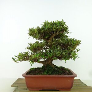 盆栽 皐月 珍山 樹高 約19cm さつき Rhododendron indicum サツキ ツツジ科 常緑樹 観賞用 小品 現品