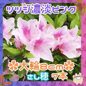 F7本①◆整理の為増量中F◆つつじ大輪濃淡ピンク◆初心者向き発根率高◆挿し穂(根なし)約10cm