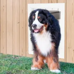 一点限り‼️Dog Door 大型交換用フラップ ペットドア フラップ