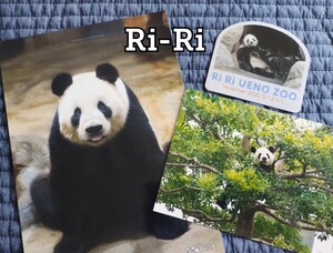 リーリー3点　毎日パンダさんブロマイド＆ステッカー　上野動物園 シンシンシャンシャン