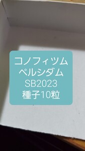 コノフィツム　ペルシダム SB2023 種子10粒