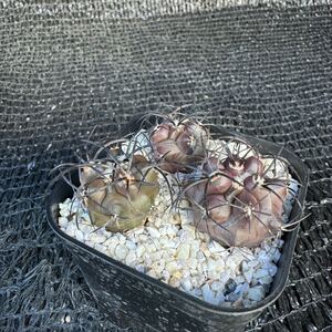 Copiapoa sp、Copiapoa sp（グリセオビオラセア×デュラ）実生Copiapoa griseoviolacea×Copiapoa dura