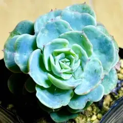 多肉植物 エケベリア❤️七福神☘️韓国苗育成 抜き苗 c120