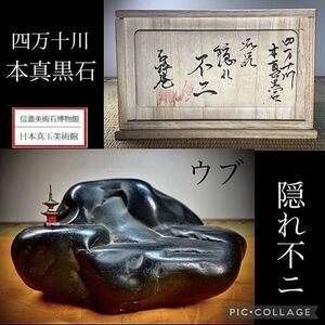 【信濃美術石博物館】水石 盆栽 名品 四万十川真黒石 銘『隠れ不二』横18×高7.5(cm) 2.16kg 骨董盆石古美術鑑賞石観賞石中国古玩 3881