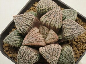 ■[Y051]ピクタ　実生　未繁殖【多肉植物　Haworthia　ハオルチア　ハオルシア】