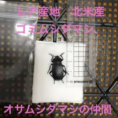 レア産地　北米産　ゴミムシダマシ、オサムシダマシの仲間