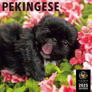 2024/9/7発売予定! ペキニーズ PICTWAN (ピクトワン) カレンダー DOG 【L版】 2025年カレンダー 25CL-50018L