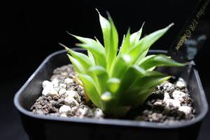 姫寿　Haworthia　ハオルチア