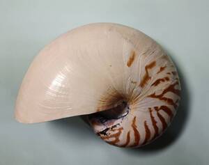 オウムガイ Nautilus pompilius 170mm.lip filed. 台湾