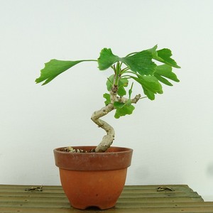 盆栽 銀杏 樹高 約11cm いちょう Ginkgo biloba イチョウ 紅葉 イチョウ科 落葉樹 観賞用 小品 現品