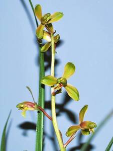 蘭遊園 中国春蘭一茎九華『適円』花芽付 春蘭 中国蘭 富貴蘭 寒蘭 盆栽 多肉植物