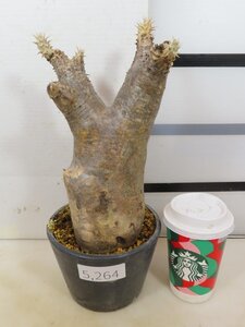 5264 「塊根植物」パキポディウム エニグマティクム 植え【発根・Pachypodium enigmaticum・多肉植物】