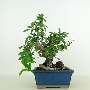 盆栽 ピラカンサ 樹高 約17cm Pyracantha バラ科 常緑樹 観賞用 小品 現品