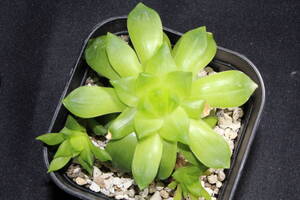 Haworthia 