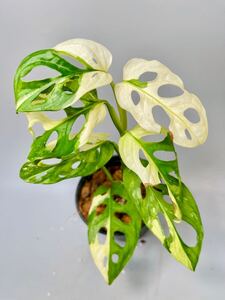 「16」Monstera Adansonii Variegata マドカズラ　斑入り　モンステラ アダンソニーバリエガータ　斑入り