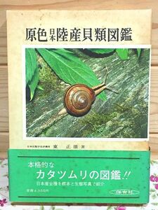 ウ0/原色日本陸産貝類図鑑 東正雄 保育社 保育社の原色図鑑 61