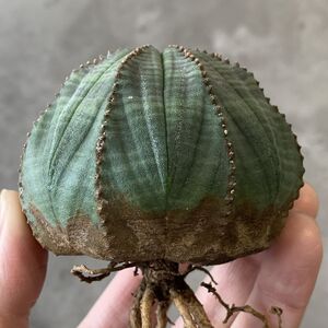 【B6824】★超巨大5cm株！！【SS級！極上特選大株！！】ユーフォルビア オベサ Euphorbia obesa ( 検索 アガベ 多肉植物 )