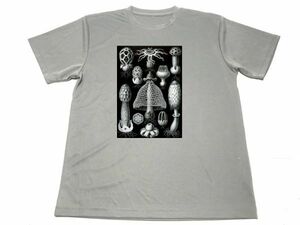 グレー　エルンスト ヘッケル 担子菌 ドライ Tシャツ 生物の驚異的な形　絵画　キノコ