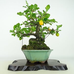 盆栽 老爺柿 樹高 約24cm ろうやがき Diospyros rhombifolia ロウヤガキ 実物 雌木 カキノキ科 落葉～半落葉樹 観賞用 現品