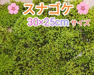 スナゴケ・30×25cmサイズ・盆栽・テラリウム素材・植木周り・グランドカバー・おてがる配送ネコポス便