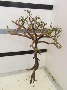 4192 「多肉植物」サルコカウロン バンデリエティアエ 抜き苗 【最新到着・美株・Sarcocaulon vanderietiae】