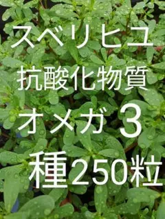 スベリヒユ　種
野草界最強　薬草ハーブ
健康スーパーフードオメガ3
250粒以上