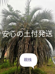 品質に自信あり土付発送。ココスヤシの苗　10本　シルバーリーフ　本数あるのでまとまった数にも対応可能です。 シルバーリーフ