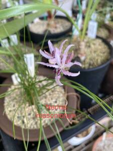 ②ネリネ原種　マッソニオラム　Nerine masoniorum 3寸ポット数球植え