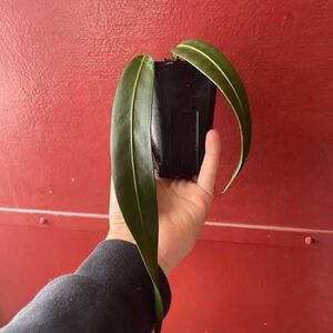 AWE1 Anthurium wendlingeri アンスリウム・ウェンドリンゲリー　組織培養株