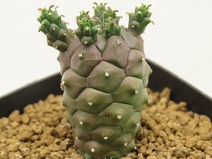 ■[W172]gamkensis　ガムケンシス　実生苗　ヤマト運輸 【多肉植物　Euphorbia ユーフォルビア】