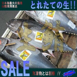 生まぐろ「1本丸ごと 30-40kg」（不定貫）目利きの選んだ!! 山陰境港産（予約販売）