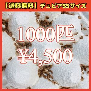 【デュビアSS】1000匹＊送料無料！スピード配送！