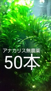 アナカリス無農薬50本・淡水用