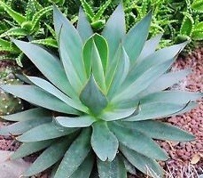 【種子】アガベ　ペダンカリフェラ　Agave pedunculifera 種子10粒【送料無料】