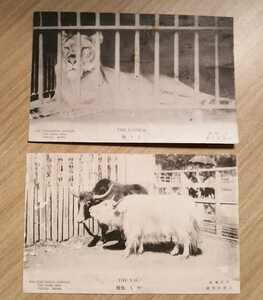 戦前絵葉書　上野動物園　ライオン　ヤク　写真　明治期　未使用　2通セット　志村写真版印刷所製