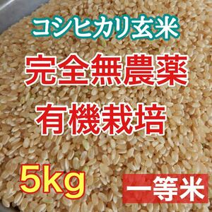 完全無農薬 有機栽培 5キロ『一等米』令和5年 新米 コシヒカリ 玄米　是非発芽玄米にして召し上がって下さい。精米 送料無料(*^^*)