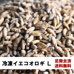 【送料無料】冷凍イエコオロギL　1kg　足除去済