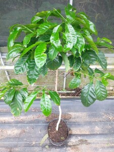 ④コーヒー　苗　アラビカ種