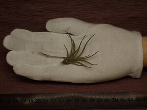 Tillandsia bandensis チランジア・バンデンシス 408■エアプランツDF